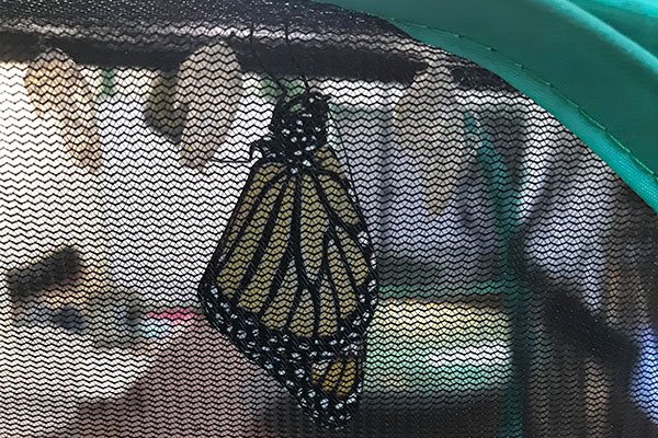 I learned the difference between cocoons and chrysalis- from Laura's Kids... as they walked me through the metamorphosis of the Monarch Butterfly!