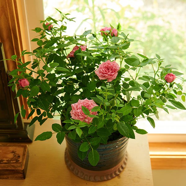 Who doesn't love flowering plants in the house- but soon there comes a time to transfer them from INSIDE To OUTSIDE- J shares his favorite tips for planting your "bloomers" into the Garden!