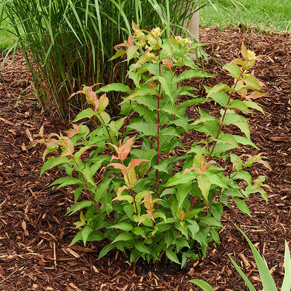  Kodiak® Orange Diervilla – a great native plant with a small, kind of inconsequential yellow spring flower, but nice, straight, colorful foliage for season-long filler. Can tolerate shade