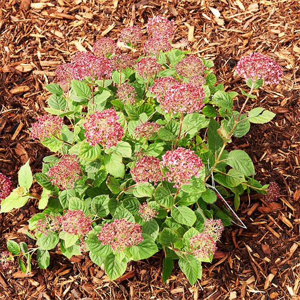 Invincibelle Garnetta® – a dwarf pink smooth hydrangea, would be a great hydrangea to layer in front of taller plants. New variety.