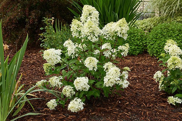 Quick Fire Fab® – a GORGEOUS brand-new mopead panicle hydrangea that blooms up to a month earlier than other panicle   hydrangeas 