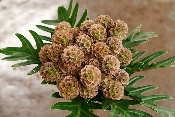 The Featured Flower is Scabiosa Pods... learn more on Life in Bloom!