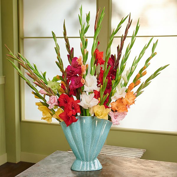 Glad Tidings for Sure- and the Featured Flower is the Glad- or Gladiolus- on this episode of Life in Bloom!
