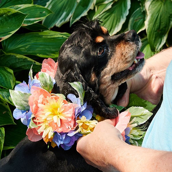 J creates a Faux Flower Collar for Ladybird on this episode of Life in Bloom!