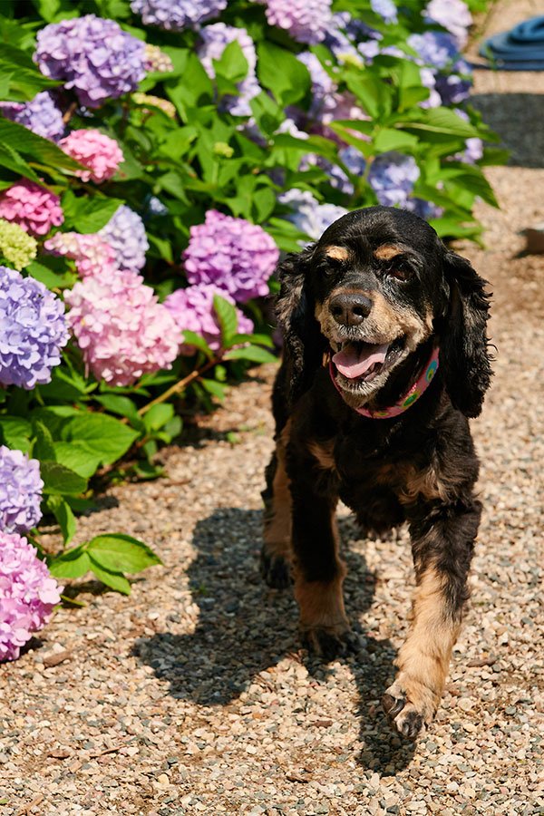 Life is Better with Dogs- and I think better with Cocker Spaniels- Like Ellie- and of course a few flowers!