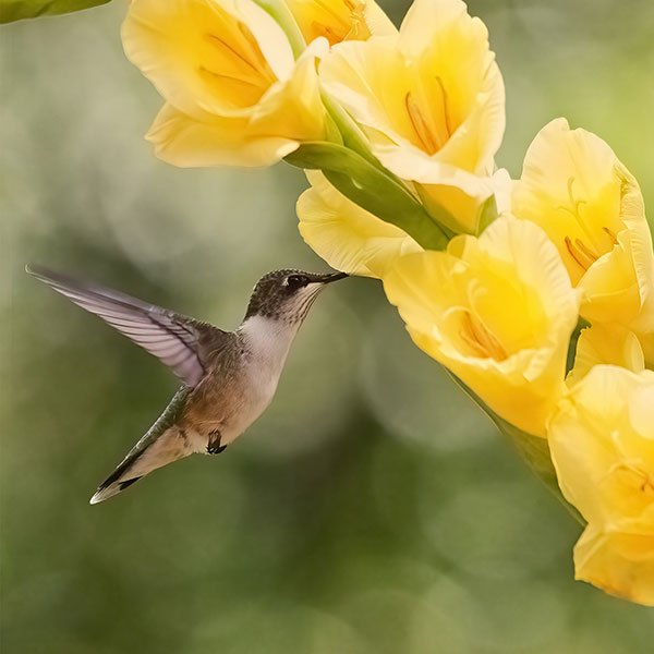 Here's a Photo taken by Friend Donna McLin- of a Hummingbird searching a stem of Gladiolus Blossoms... I love it!