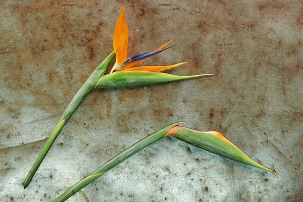 Bird of Paradise- Open and Closed- BTW- I teach you how to gently open these amazing flowers in this show as well!
