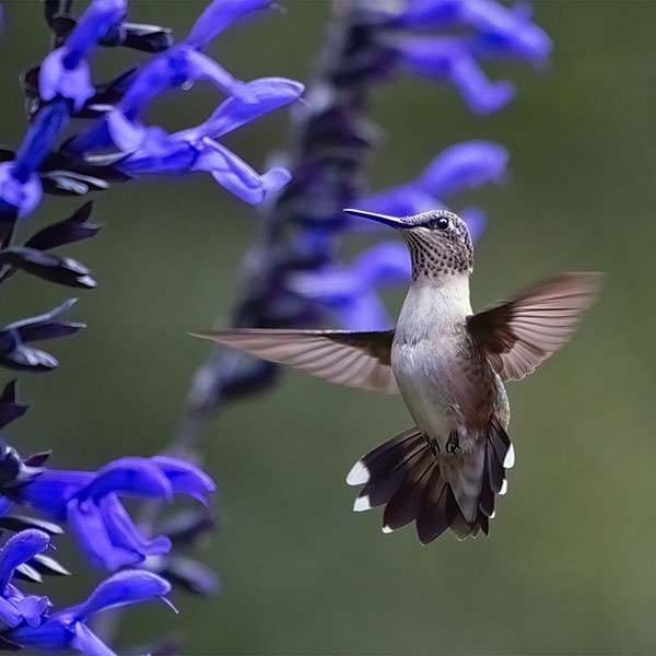 Jere's another Amazing Photo from my Flower Friend Donna McLin- with the Black and Blue Salvia- and an Incredible Hummingbird Visitor... WOW!