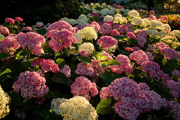 Natalie shares NEW Varieties that have created for success- from Proven Winners® Test Gardens!