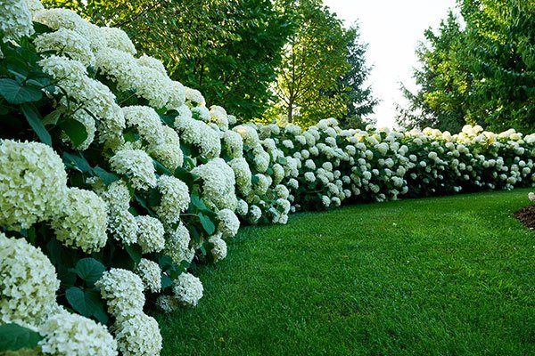 The Incrediball® Hydrangea hedge is one of the highlights in the Proven Winners® Test Gardens near Grand Haven Michigan!