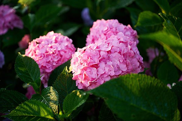 Natalie shares her favorite tips for growing hydrangeas- tune in to find out what they are!