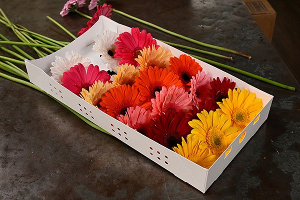 J shares this "JETSON-Like" Technology Savvy Packaging that allows your Flowers to arrive safe and sound... courtesy of Ivor and René VanWingerden at Ocean Breeze Premium Flowers!