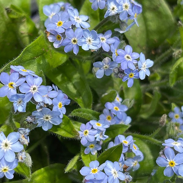 The featured flower for this week... is the Forget Me Not... learn more about this unique delicate flower on this week's show!