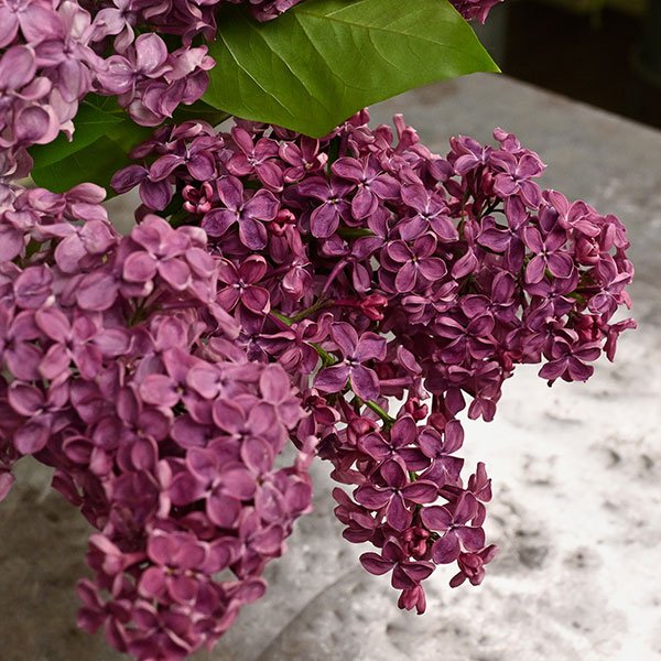 The Featured flower for this French Inspired Episode- is the French Lilac!
