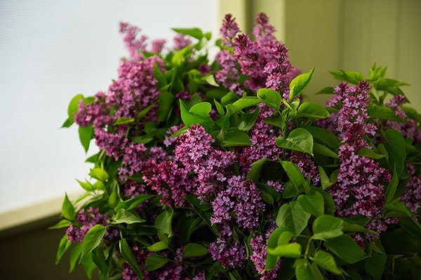 Lilacs inspire so many memories from our viewers - it is wonderful to include this popular garden flower on Life in Bloom!