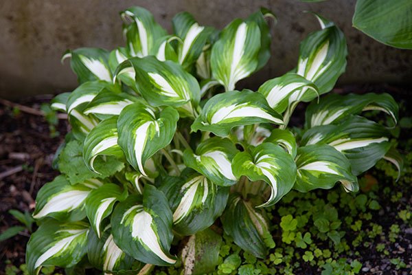 Featured Flower- this week is the Hosta- J loves to use both the leave and the flowers in his flower arrangements! Arrange-Plant! 