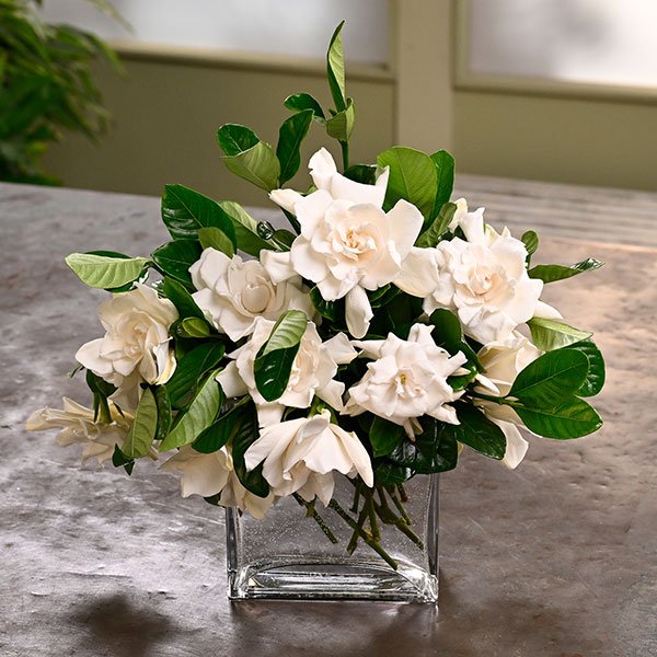 One of the Most Memorable Flowers is the Gardenia- for it's amazing memory filled fragrance!
