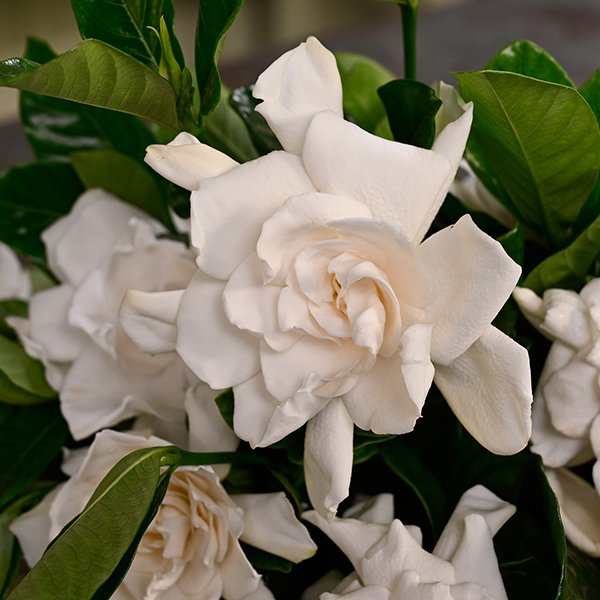 One of J's Favorite Flowers- the Gardenia is a Favorite Flower- in J's House!