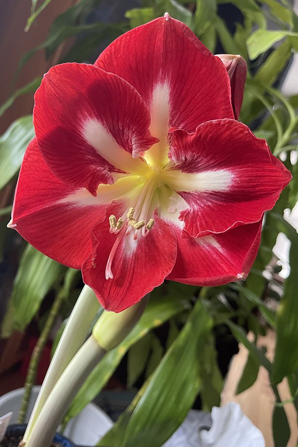 The Featured Flower: Amaryliis - a Perfect way to watch the Holidays Unfold!