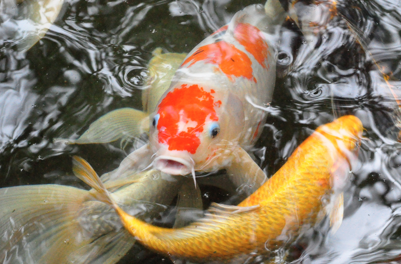 Just How Much Are Koi Fish? — Koi Story