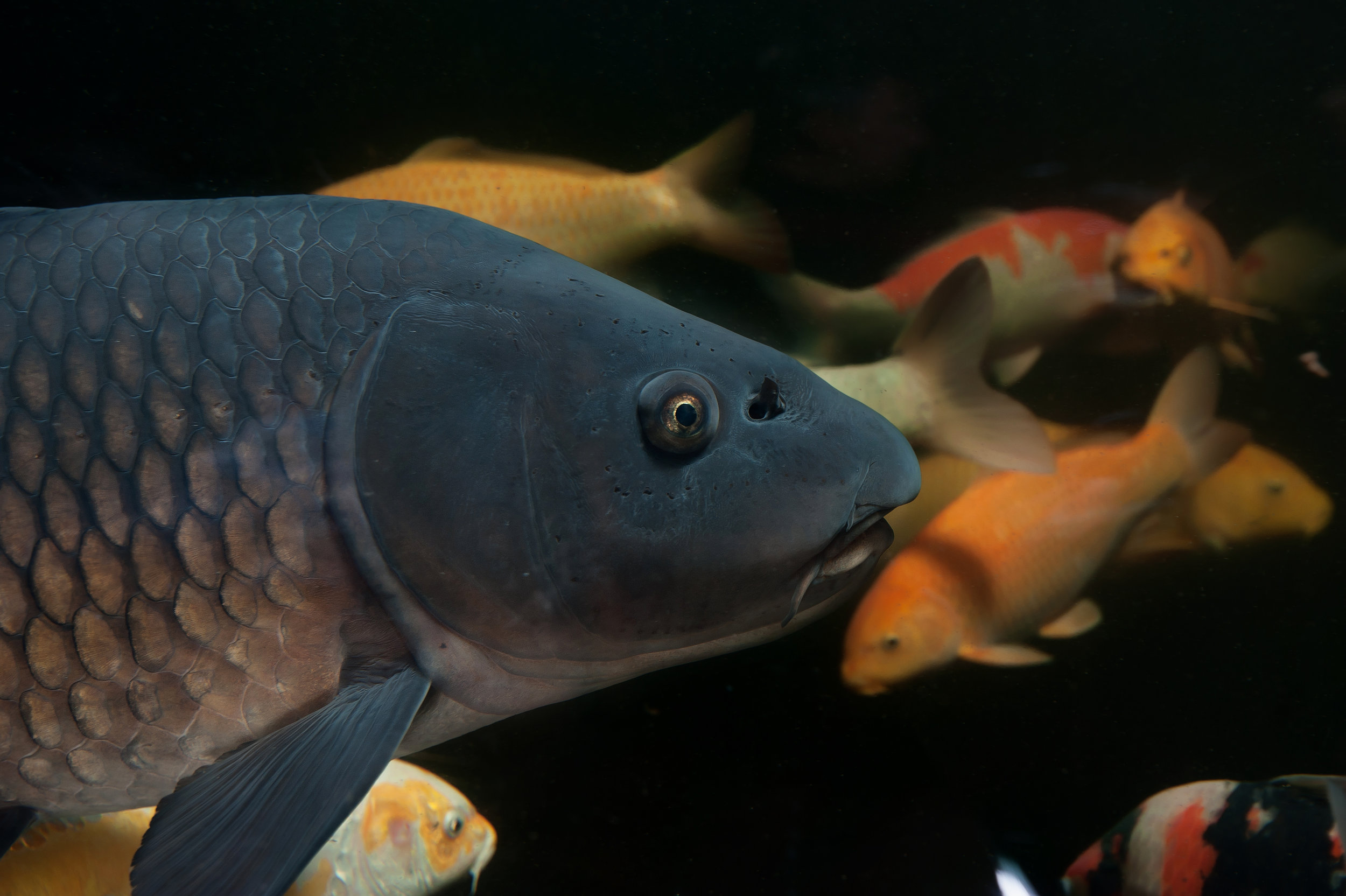 The Many Kinds of Koi Fish Behavior — Koi Story