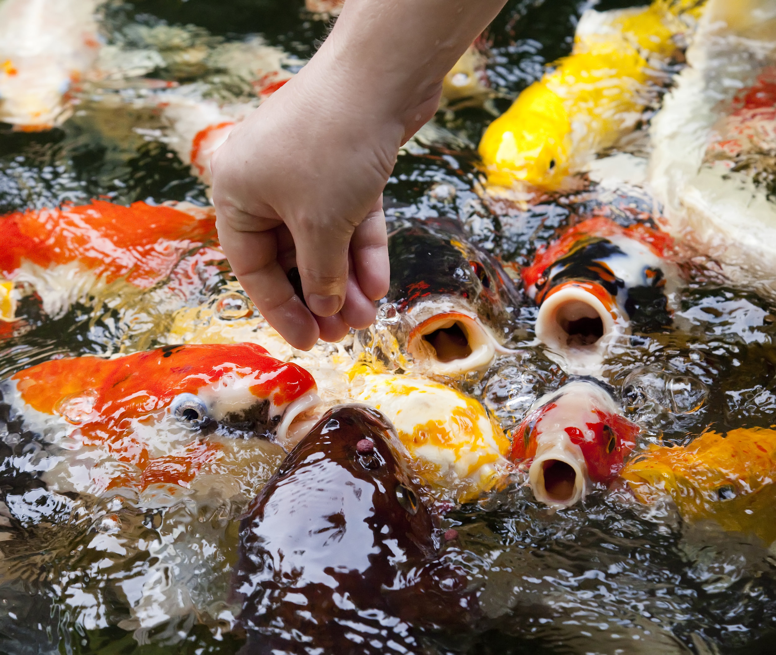 Expensive Koi Fish and Why They are Worth so Much — Koi Story