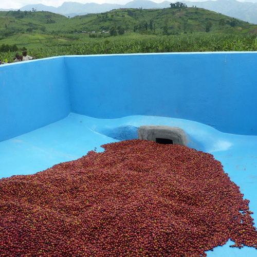 Coffee cherries at the Sopacdi Cooperative. 