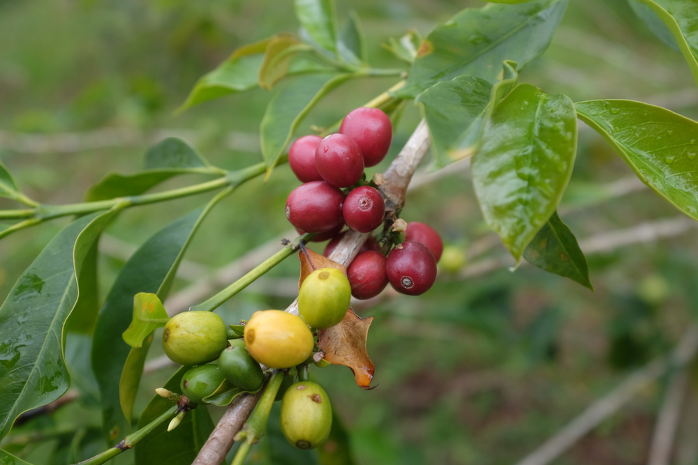 Coffee cherries at El Laurel, at varying degrees of ripeness. 