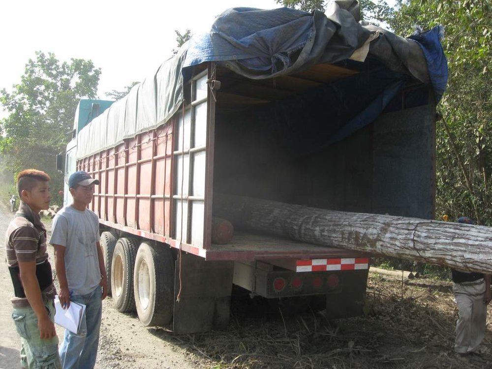 Workers Load a Spanish Cedar Log into the truck.