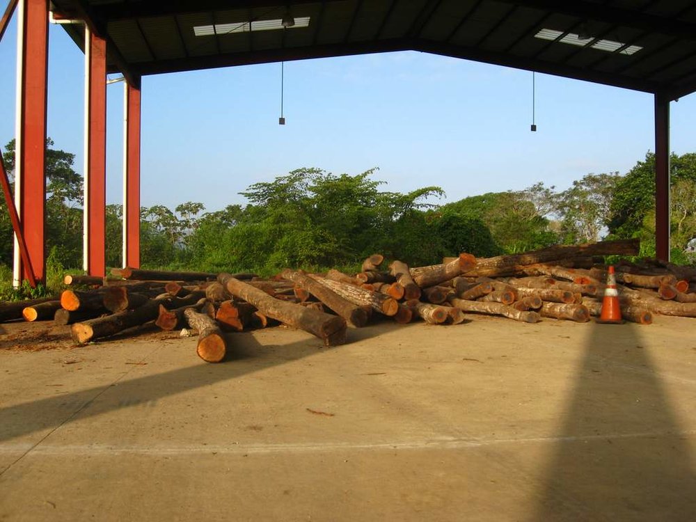 Logs delivered to the holding location