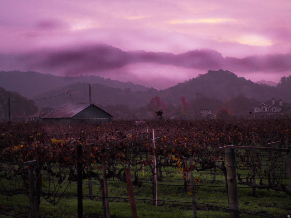 Stormy December dawn in the vineyards just east of Yountville in the Napa Valley
