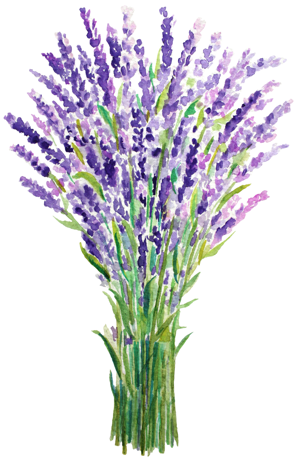 Resultado de imagen de lavender's blue