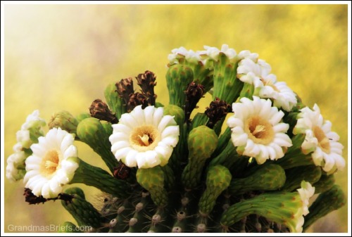 saguaro flowers