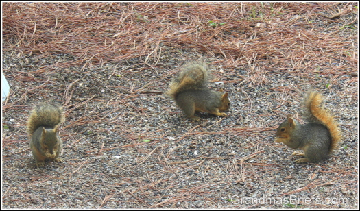 three baby squirrels