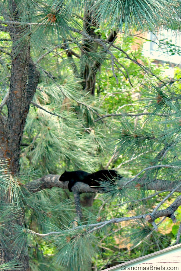 hot black squirrel up a tree outside my window