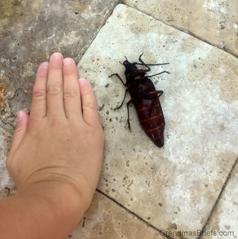 huge beetle