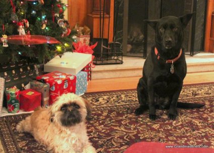 dogs at Christmas