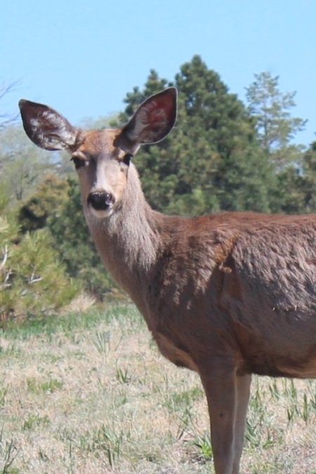deer up close