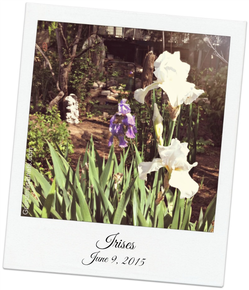 irises in back yard