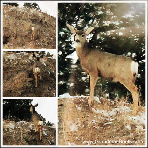 deer atop hill