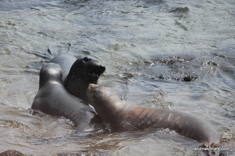 elephant seal rookery