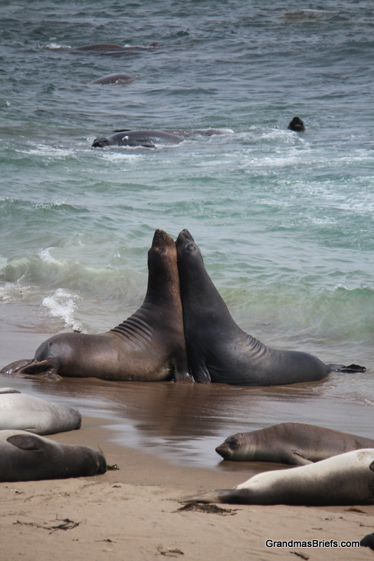 elephant seal rookery