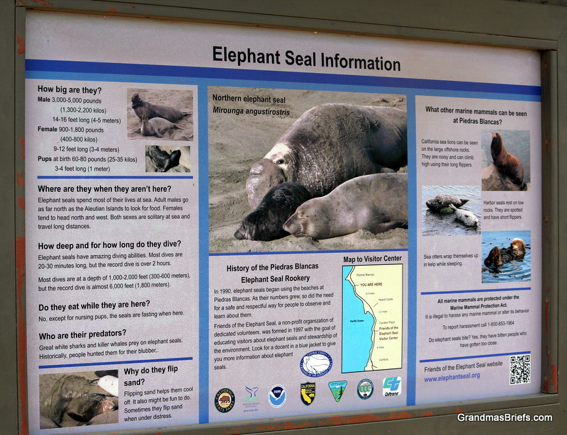 elephant seal rookery info
