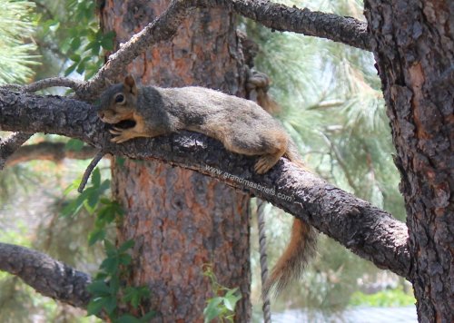 squirrel relaxing