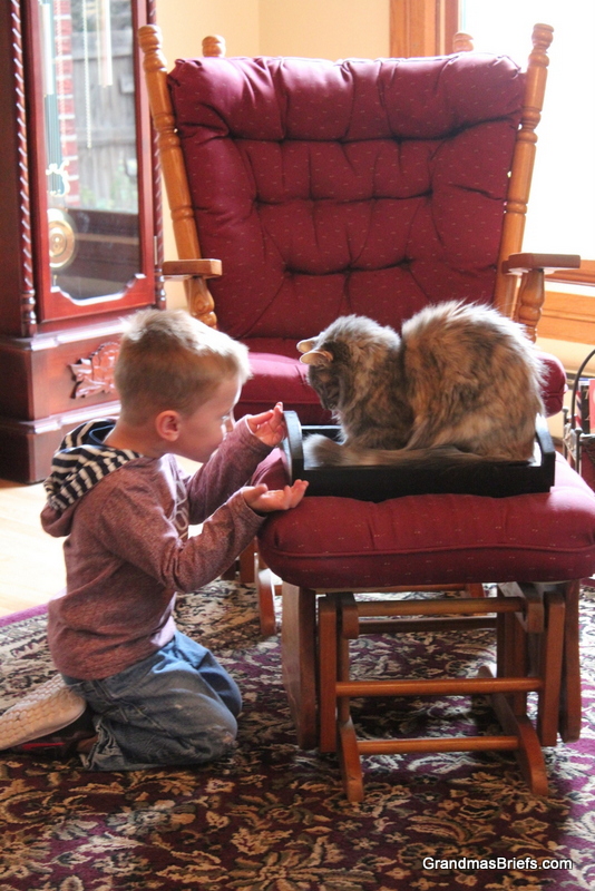 toddler and cat