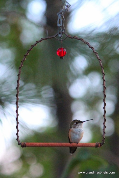 hummingbird swing