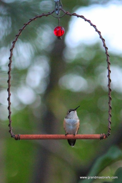 humingbird swing