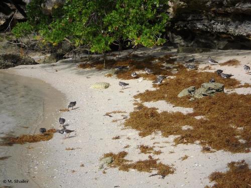  Ruddy Turnstones foraging in beached Sargassum 