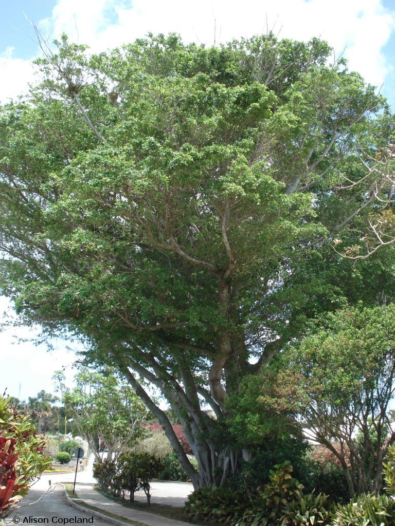 Indian Laurel — The Department of Environment and Natural Resources