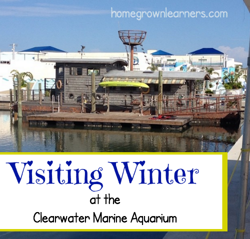 Visiting Winter at the Clearwater Marine Aquarium